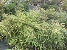 Una Pianta di Tre anni Raro Bambusa Purpurea, Bambu Viola , Garden,Bamboo,