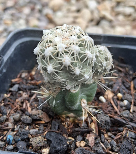 Sclerocactus mesae verdee - sclerocactus, mesae-verdee