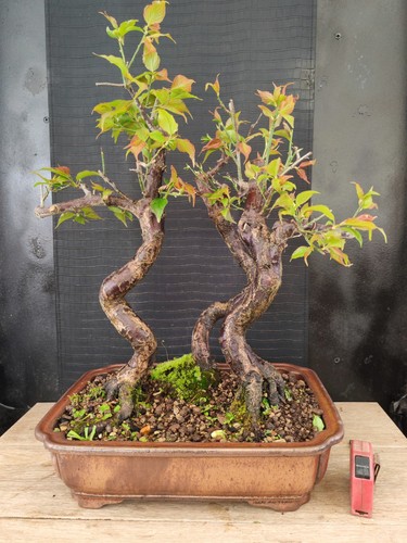 Bonsai bosco prunus mume h - di,