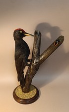 Taxidermy, Cabinet De Curiosites, Birds: Picchio Nero ( Dryocopus martius)