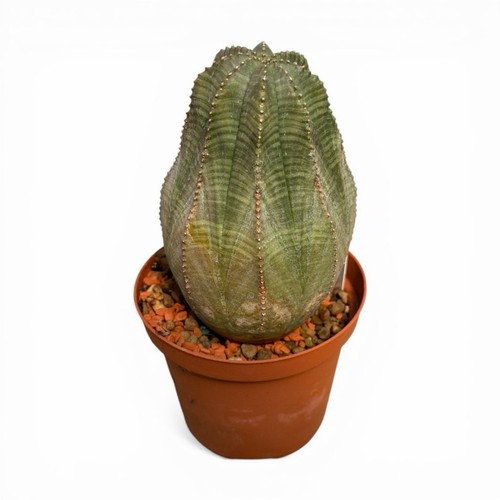 Euphorbia obesa root - root, pØt
