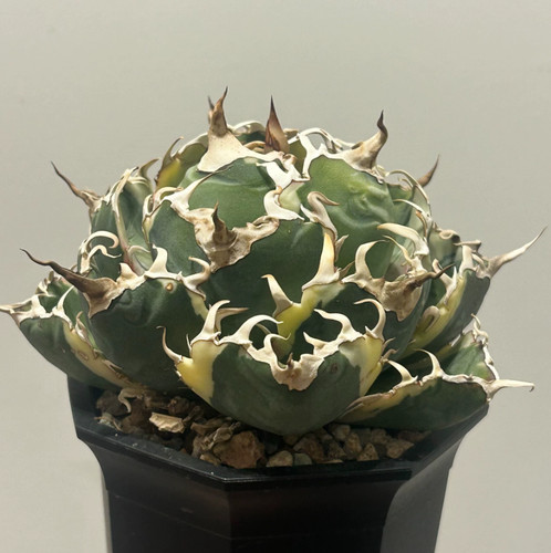 Rara pianta succulenta cm - rara,