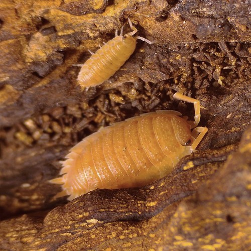 Porcellio scaber orange - 'orange', ×15