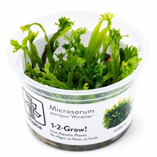 Microsorum pteropus windelov - microsorum,