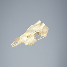539sku teschio capriolo - teschio, di