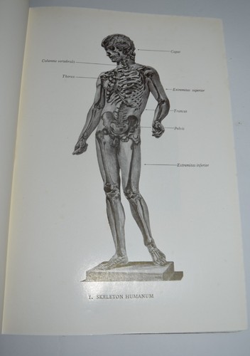 Atlante anatomia fig - di,