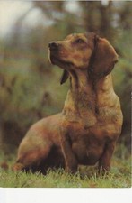 BRACKE * DACHSBRACKE * Alpine Dachsbrack * cartolina * cartolina * 1