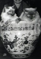 Foto vintage Gatti, 1960, Francia, Persiani Blu point, Stampa 18 x 13 cm