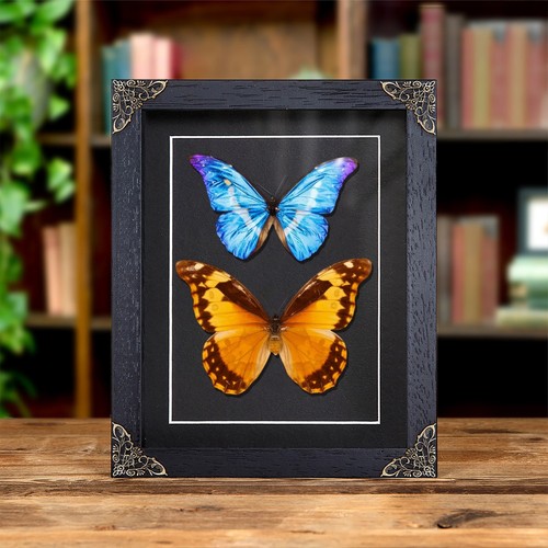 Helena morpho butterfly male - morpho, &