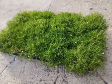 piante vere Muschio d'Irlanda