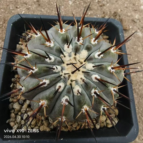 Rara pianta cactus - cactus, 8,8