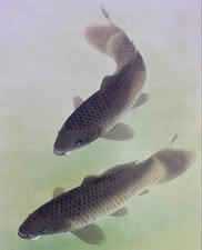 Rika Nagata, carpa, rotolo da