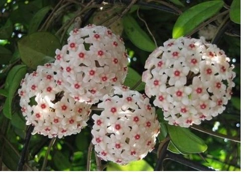 Hoya carnosa 5 - hoya, (wax