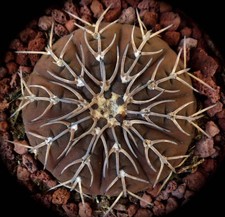 Gymnocalycium ragonesii cv