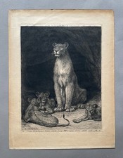 Evert van Muyden, leonessa con