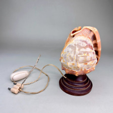 ANTICA LAMPADA CAMMEO CONCHIGLIA INTAGLIATA A MANO ANNI 20 30 40 FUNZIONANTE