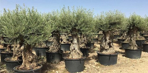 Ulivo olivo olea - olea, europea