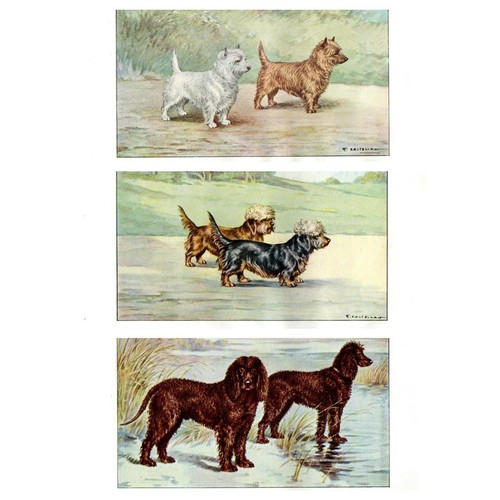 Lotto antiche stampe cani - lotto,