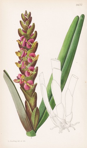 Epidendrum coriifolium - epidendrum,