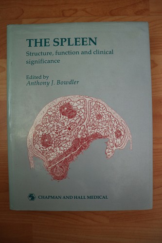 The spleen structure - the, spleen: