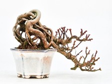 Bonsai di Acero Testa di Leone