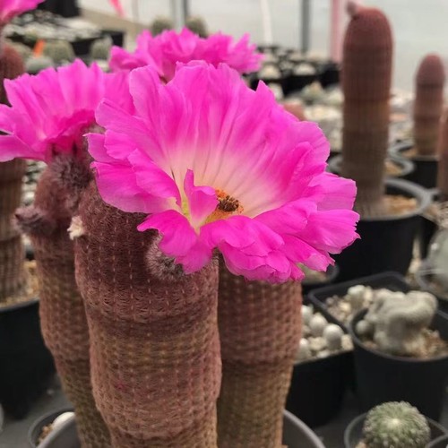Pianta cactus echinocereus - pianta, di