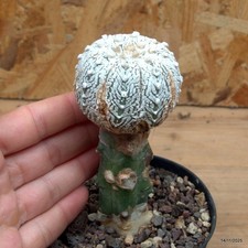 Astrophytum superkabuto