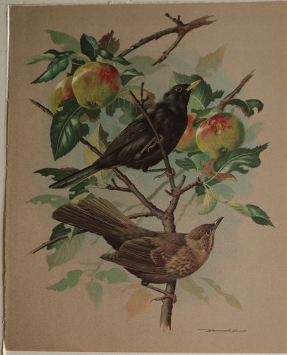 Stampa uccelli basil - stampa, ede