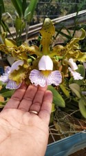 Cattleya schilleriana coerulea