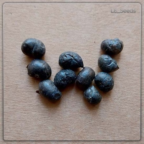 Semi trachycarpus - 10, di