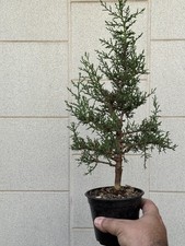 bonsai di  Cipresso Toscano - Cupressus Sempervirens Stricta  