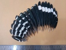 Upupa epops Wing Feathers