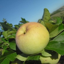 PIANTA DA FRUTTO MELO GELATA