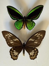 Ornithoptera priamus - ornithoptera,