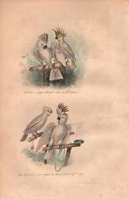 Stampa antica PAPPAGALLI CACATUA CRESTA BIANCA GIALLA ROSSA Buffon 1853 Oldprint