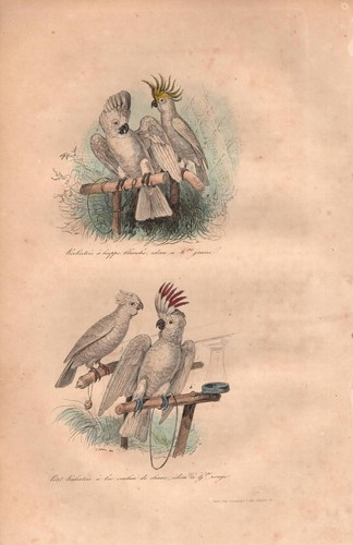 Stampa antica pappagalli - antica,