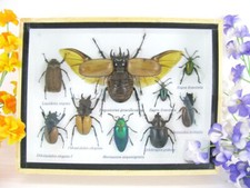 Pezzo unico - Veri insetti