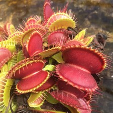 Dionea Giant – 10 Semi –