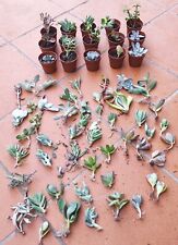 8 Vasi 5,5 cm PIANTE GRASSE Radicate MIX  RANDOM Aeonium Kalanchoe ecc+Omaggio