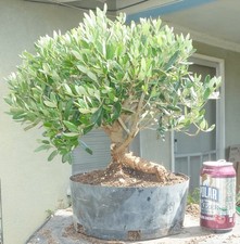 Olea Europaea Olive Pre Bonsai