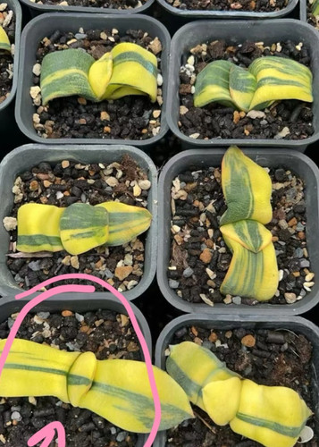 1pz pianta succulenta - 1pz,