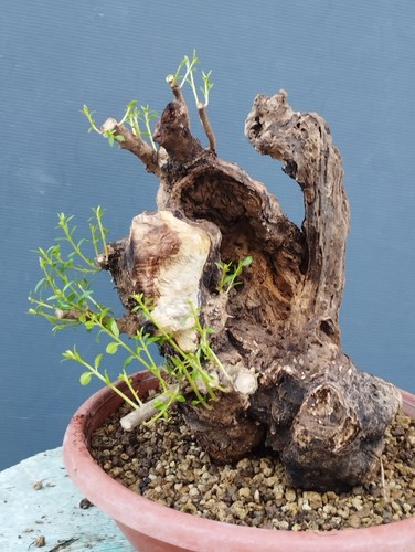 Bonsai olivastro 30x20cm - bonsai,