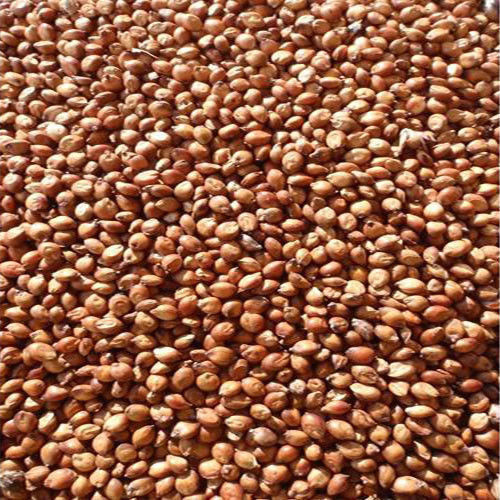 Seedranch semi grano - semi,