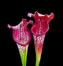Sarracenia X BELLA