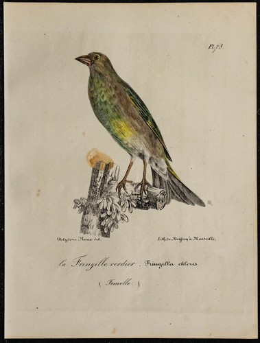 1830 verdier europa raro - verdier,