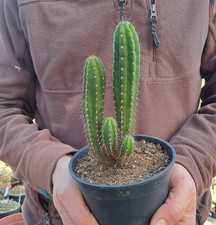 Trcko cereus paka noi x