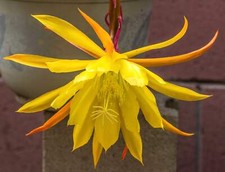 Epiphyllum oxypetalum - , cv