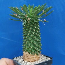 Euphorbia sotetsu kirin