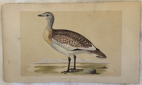 Great bustard otarda uccelli - bustard,