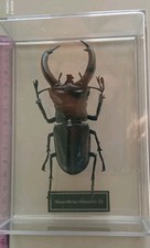 HEXARTRIUS RHINOCEROS DE AGOSTINI LEGGI INFO COLEOTTERO CON TECA, SPED RACCOMAND